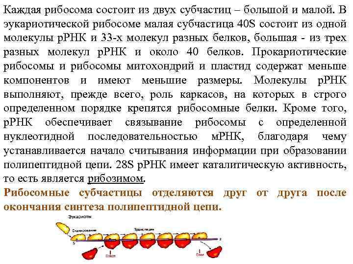 Каждая рибосома состоит из двух субчастиц – большой и малой. В эукариотической рибосоме малая