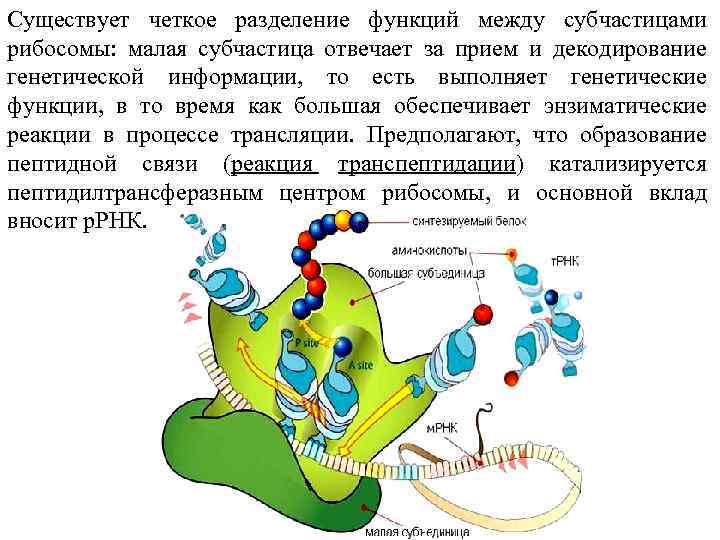 Рибосомы синтезируют. Малая субчастица рибосомы. Пептидилтрансферазный центр рибосомы. Для биосинтеза рибосом у эукариот необходимо.