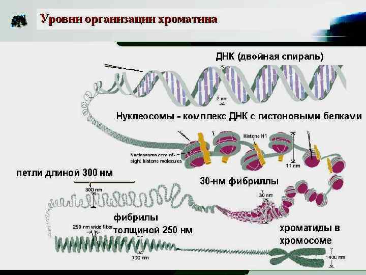 Биосинтез белка структура. Уровни организации хроматина. Ген эукариот структура. Белки связанные с ДНК У эукариот. Строение Гена Биосинтез белка.