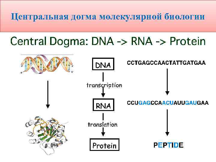 Центральная догма молекулярной биологии 