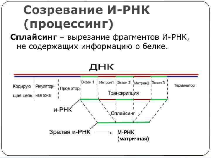 Биосинтез белка у эукариот последовательность. Механизм регуляции синтеза у эукариот. Синтез белка процессинг сплайсинг. Сплайсинг РНК У эукариот происходит. Регуляция биосинтеза белка у эукариот.