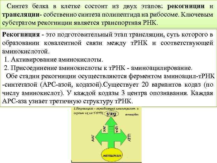  Синтез белка в клетке состоит из двух этапов: рекогниции и трансляции- собственно синтеза