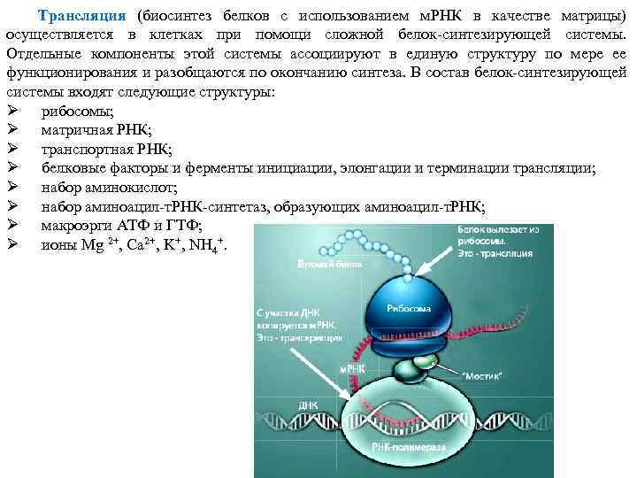 Трансляция (биосинтез белков с использованием м. РНК в качестве матрицы) осуществляется в клетках при