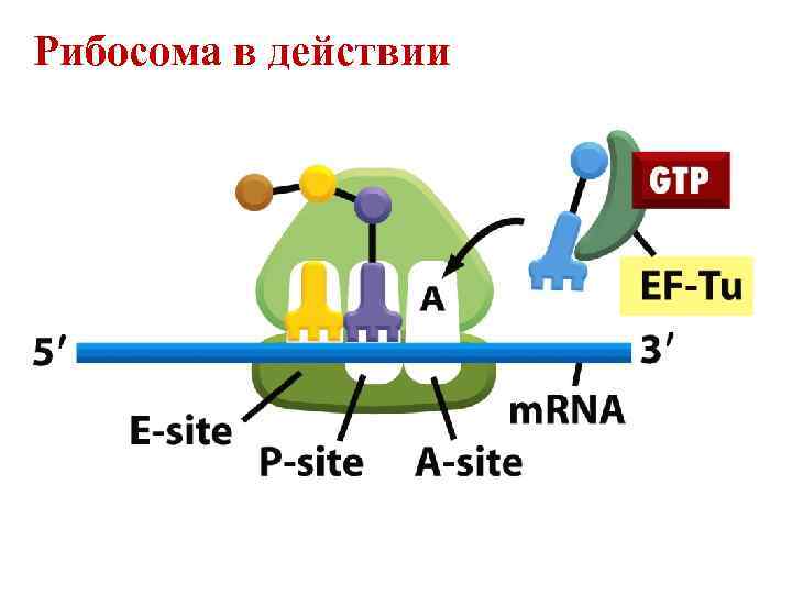 Рибосома в действии 