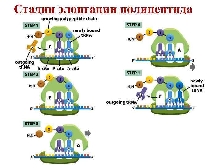 Стадии элонгации полипептида 