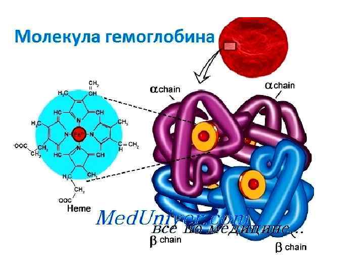 Молекула гемоглобина