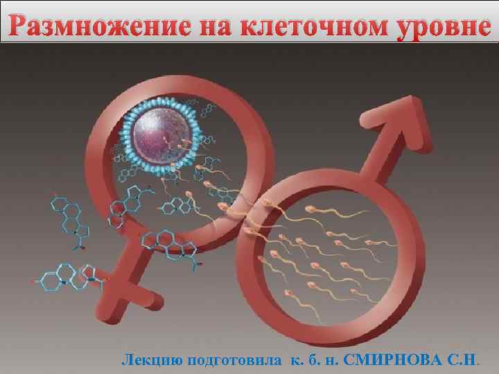 Размножение на клеточном уровне Лекцию подготовила к. б. н. СМИРНОВА С. Н. 