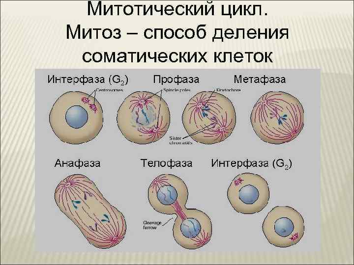 Митотический цикл. Митоз – способ деления соматических клеток 
