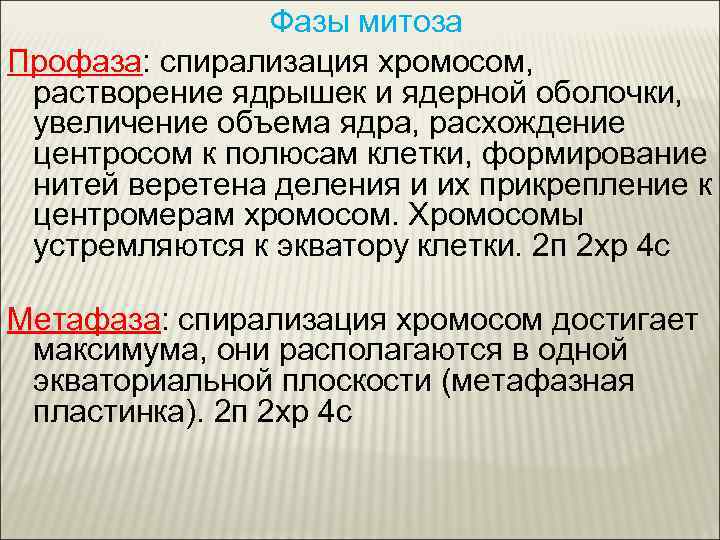 Фазы митоза Профаза: спирализация хромосом, растворение ядрышек и ядерной оболочки, увеличение объема ядра, расхождение