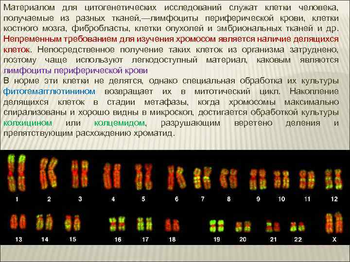 Цитогенетическое исследование. Материал для цитогенетического исследования. Цитогенетические исследования костного мозга. Материалом для цитогенетических исследований служат клетки. Цитогенетический анализ клеток костного мозга.