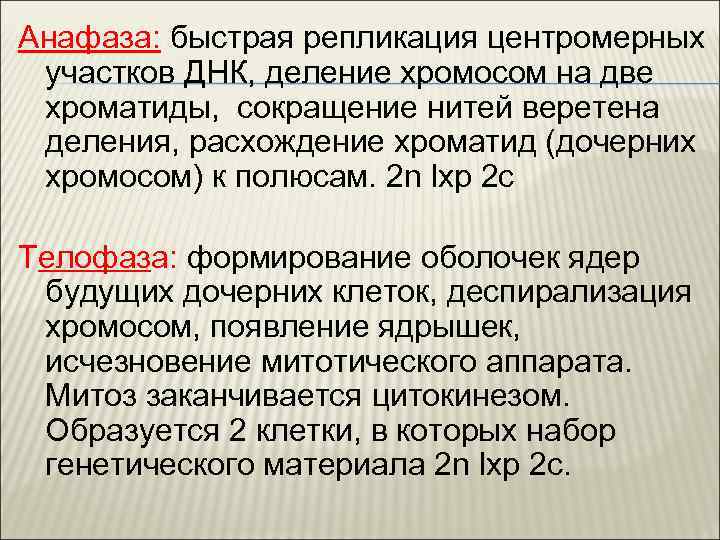 Анафаза: быстрая репликация центромерных участков ДНК, деление хромосом на две хроматиды, сокращение нитей веретена