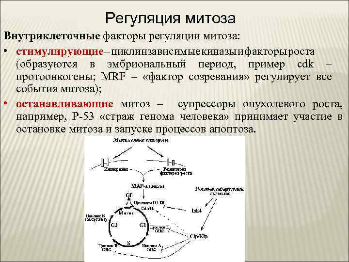 Факторы регуляции