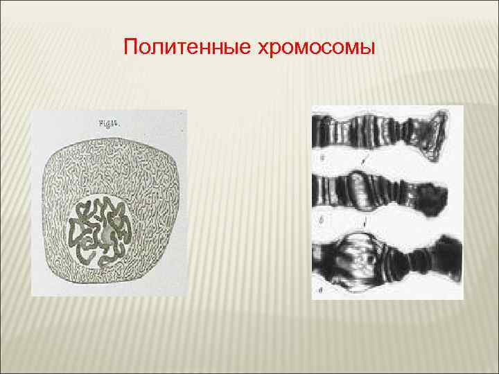 Политенные хромосомы 