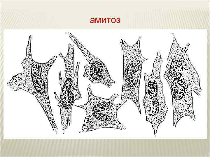 амитоз 