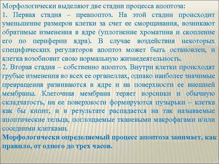 Морфологически выделяют две стадии процесса апоптоза: 1. Первая стадия – преапоптоз. На этой стадии
