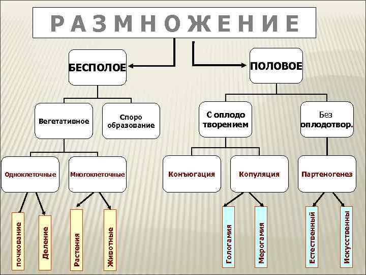 РАЗМНОЖЕНИЕ ПОЛОВОЕ Без оплодотвор. Копуляция Конъюгация Партеногенез Искусственны С оплодо творением Мерогамия Животные Многоклеточные
