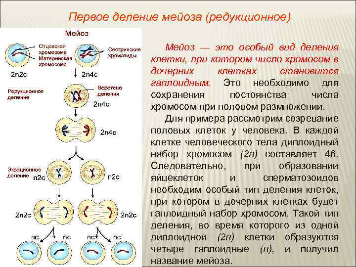 Первое деление мейоза (редукционное) Мейоз — это особый вид деления клетки, при котором число
