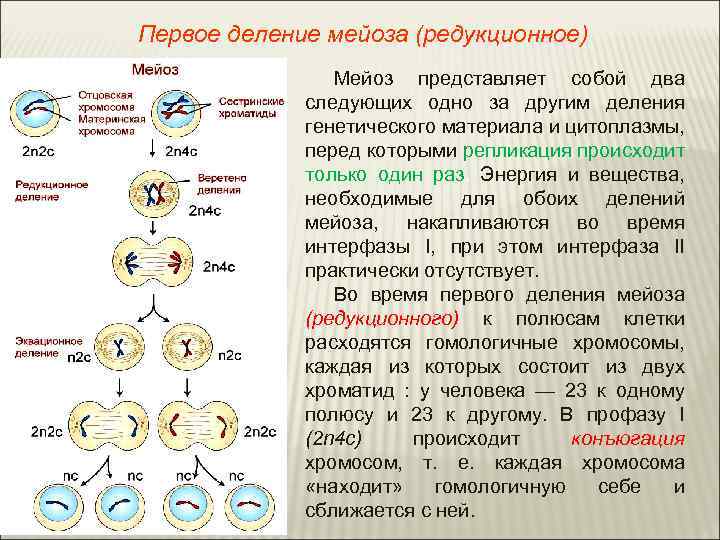 Первое деление мейоза (редукционное) Мейоз представляет собой два следующих одно за другим деления генетического