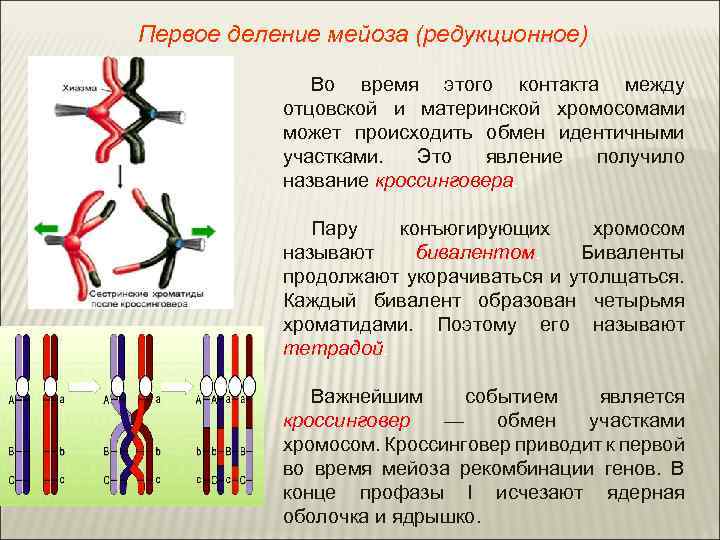 Первое деление мейоза (редукционное) Во время этого контакта между отцовской и материнской хромосомами может