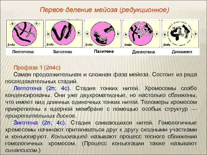 Первое деление мейоза (редукционное) Профаза 1 (2 n 4 с) Самая продолжительная и сложная