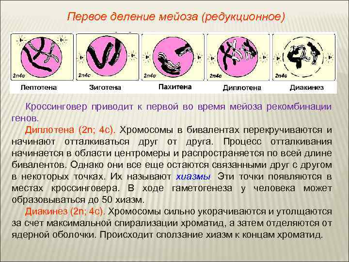Первое деление мейоза (редукционное) Кроссинговер приводит к первой во время мейоза рекомбинации генов. Диплотена