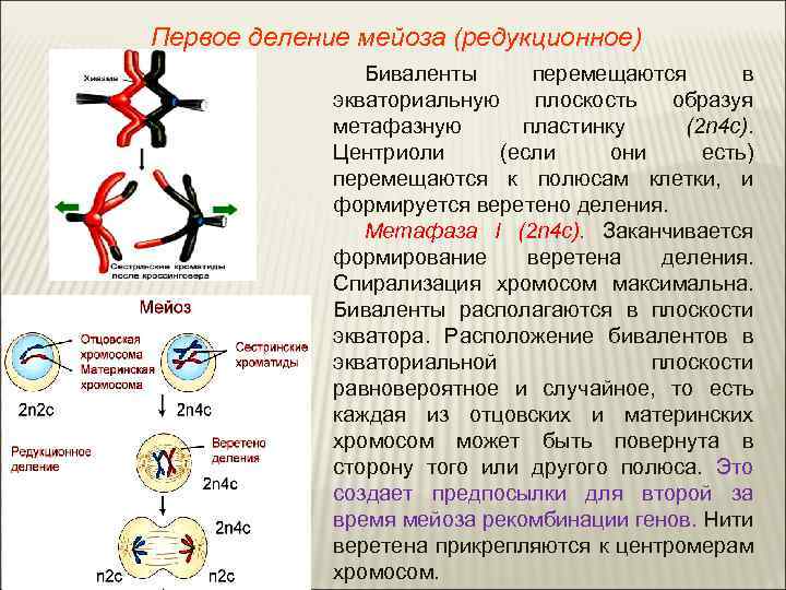 Первое деление мейоза (редукционное) Биваленты перемещаются в экваториальную плоскость образуя метафазную пластинку (2 n