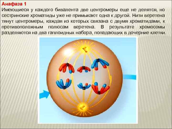Анафаза 1 Имеющиеся у каждого бивалента две центромеры еще не делятся, но сестринские хроматиды