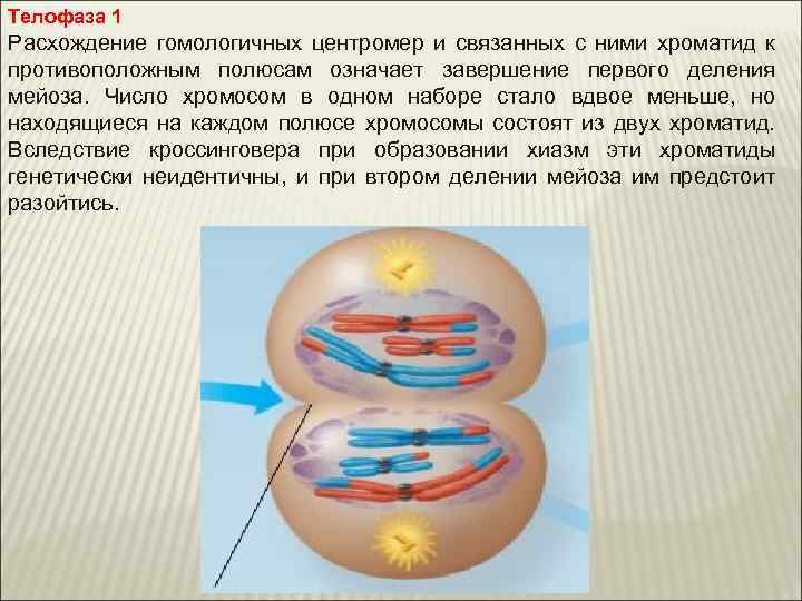 Телофаза 1 Расхождение гомологичных центромер и связанных с ними хроматид к противоположным полюсам означает