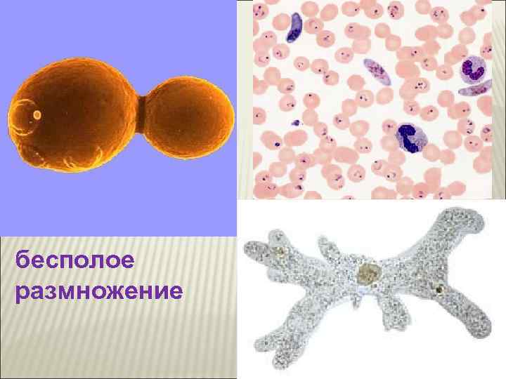 бесполое размножение 