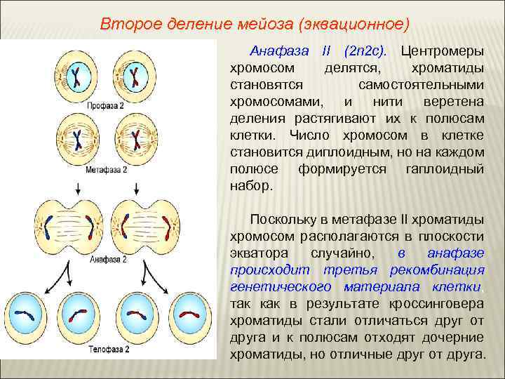 Второе деление мейоза (эквационное) Анафаза II (2 n 2 с). Центромеры хромосом делятся, хроматиды