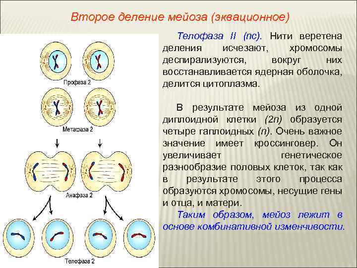 Второе деление мейоза (эквационное) Телофаза II (nс). Нити веретена деления исчезают, хромосомы деспирализуются, вокруг
