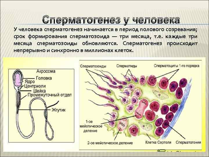 Сперматогенез у человека У человека сперматогенез начинается в период полового созревания; срок формирования сперматозоида