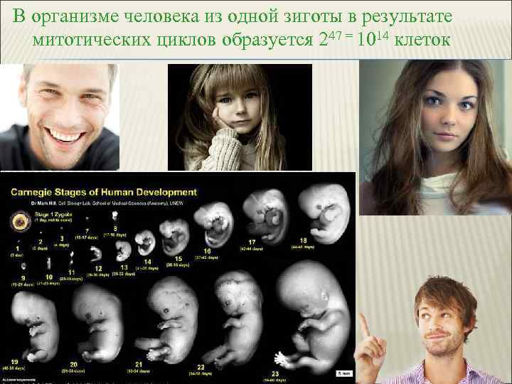 В организме человека из одной зиготы в результате митотических циклов образуется 247 = 1014