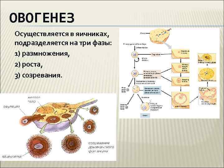 Овогенез животных описание