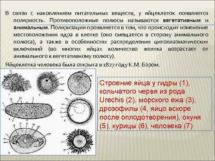 В связи с накоплением питательных веществ, у яйцеклеток появляется полярность. Противоположные полюсы называются вегетативным