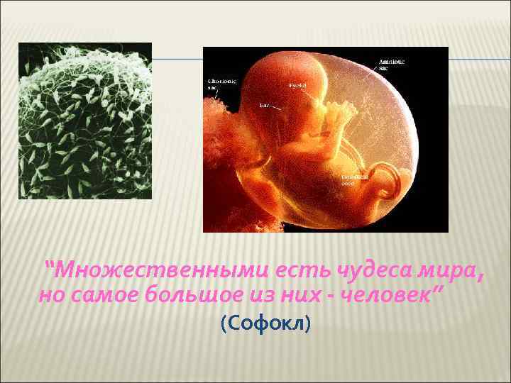 “Множественными есть чудеса мира, но самое большое из них - человек” (Софокл) 