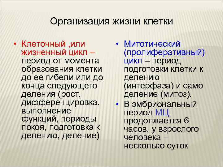 Организация жизни клетки • Клеточный , или жизненный цикл – период от момента образования