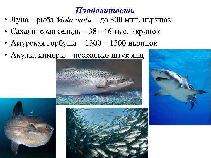  • • Плодовитость Луна – рыба Mola mola – до 300 млн. икринок