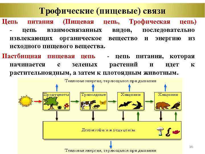 Трофические (пищевые) связи Цепь питания (Пищевая цепь, Трофическая цепь) - цепь взаимосвязанных видов, последовательно