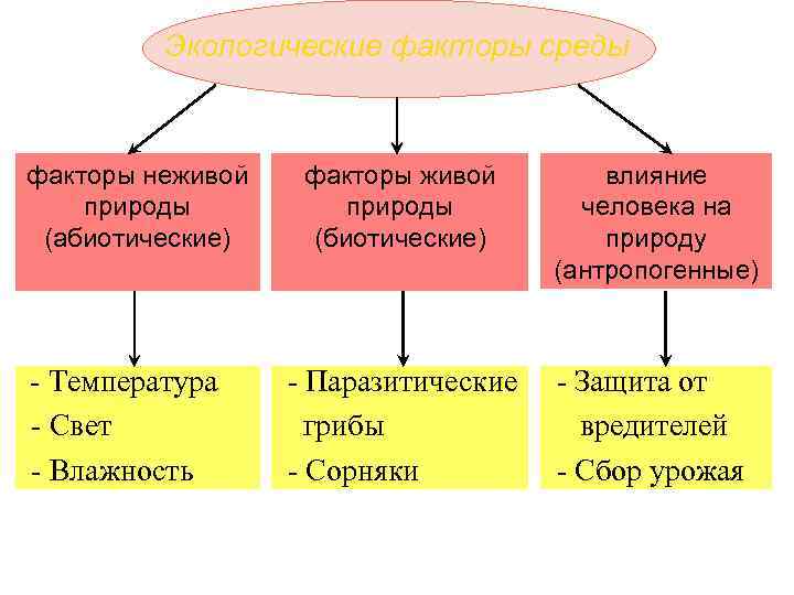 Экологические факторы среды факторы неживой природы (абиотические) - Температура - Свет - Влажность факторы