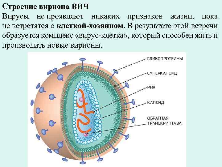 Строение вириона ВИЧ Вирусы не проявляют никаких признаков жизни, пока не встретятся с клеткой-хозяином.