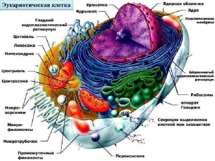 Эукариотическая клетка 