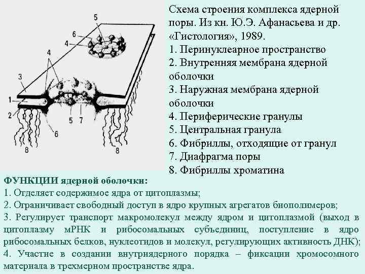 Схема строения комплекса ядерной поры. Из кн. Ю. Э. Афанасьева и др. «Гистология» ,