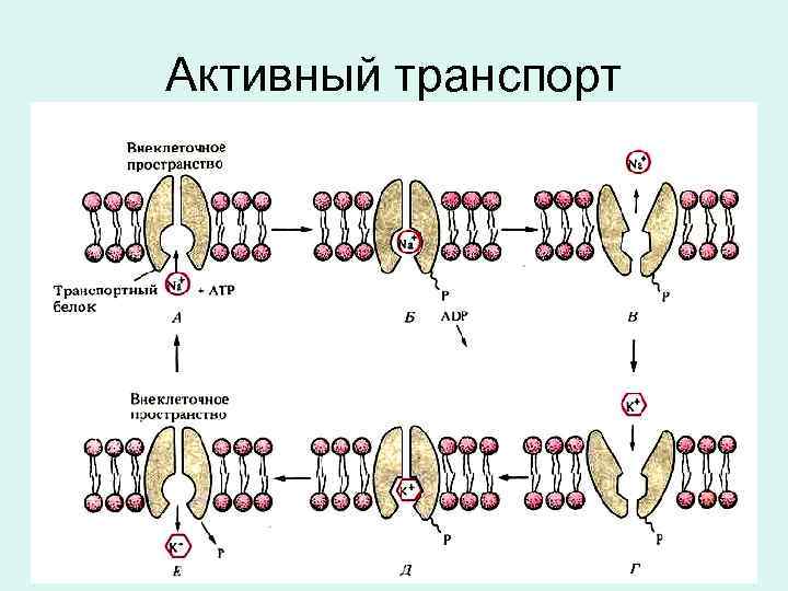 Активный транспорт 