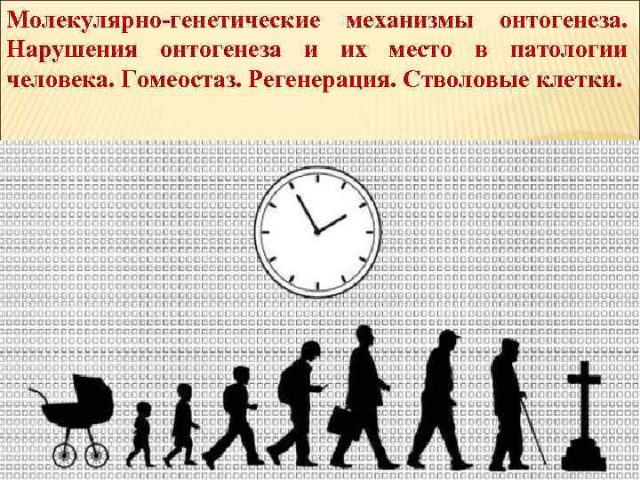 Молекулярно-генетические механизмы онтогенеза. Нарушения онтогенеза и их место в патологии человека. Гомеостаз. Регенерация. Стволовые