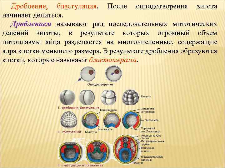 Дробление клеток зиготы