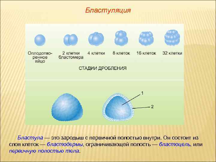 Бластуляция Бластула — это зародыш с первичной полостью внутри. Он состоит из слоя клеток