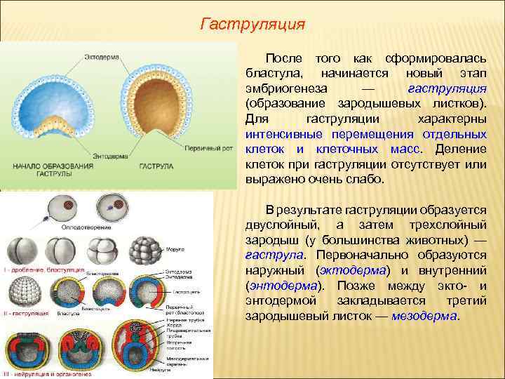 Назовите процессы онтогенеза