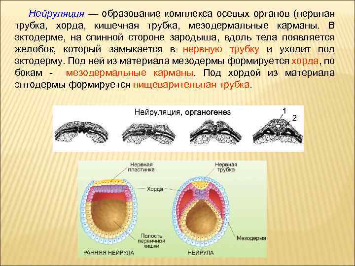 Нейруляция — образование комплекса осевых органов (нервная трубка, хорда, кишечная трубка, мезодермальные карманы. В