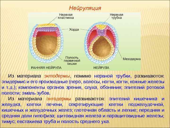 Моторный онтогенез что это